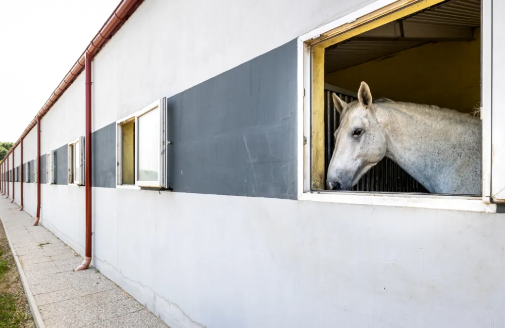 Schimmel schaut aus dem Fenster seiner Box in den Hof