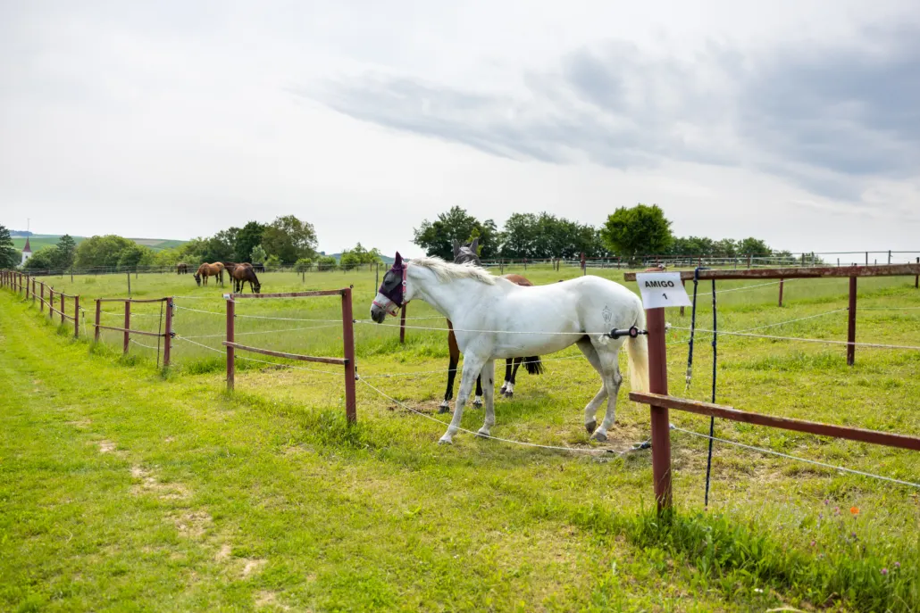 Zwei Pferde auf einer grünen Koppel hinter einem Holzzaun