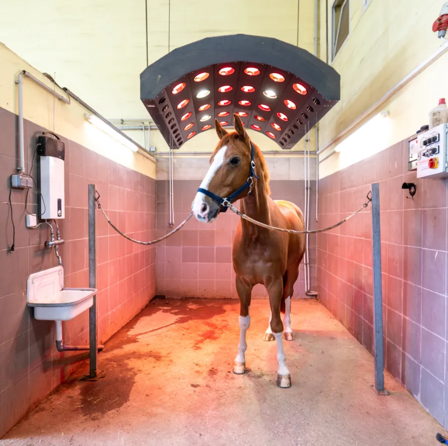Pferd unter dem Solarium mit Wärmelampen, angebunden im gefliesten Waschplatz