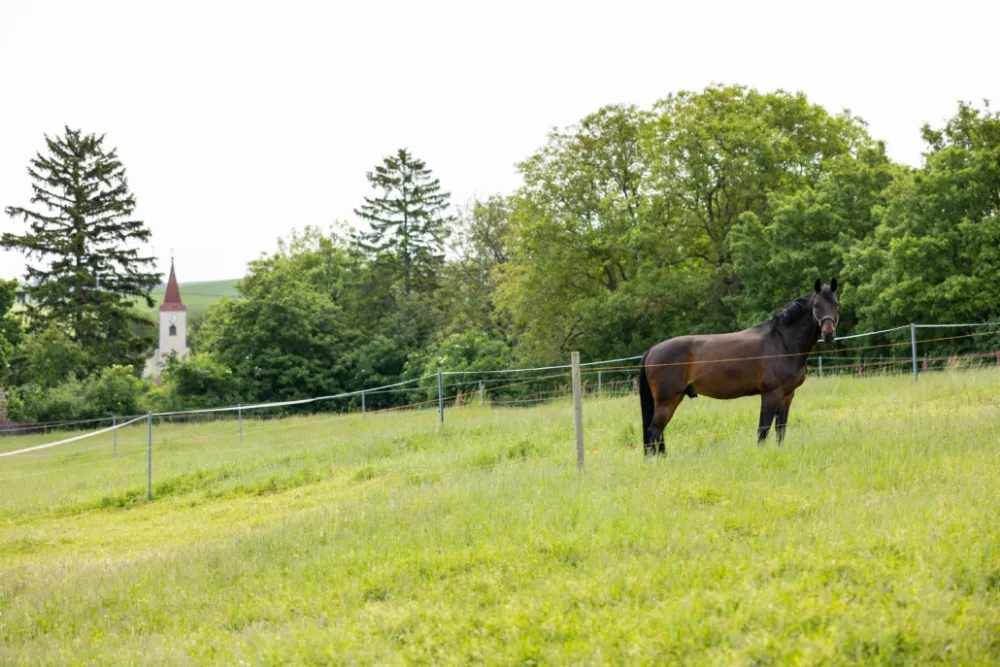 Dunkles Pferd auf der Weide, im Hintergrund ein Kirchturm im Weinviertel