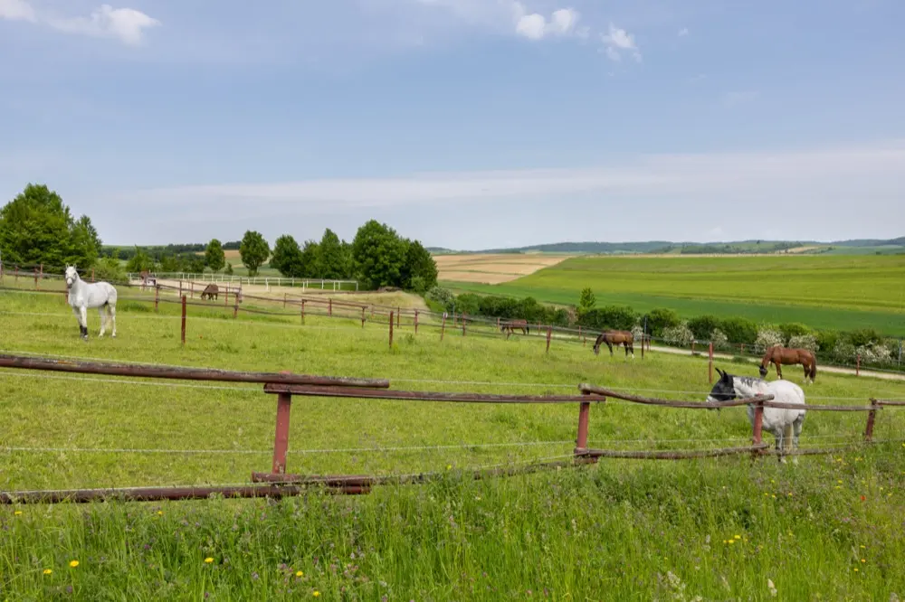 Pferde auf weiten Weiden hinter einem Holzzaun, dahinter die Hügel des Weinviertels